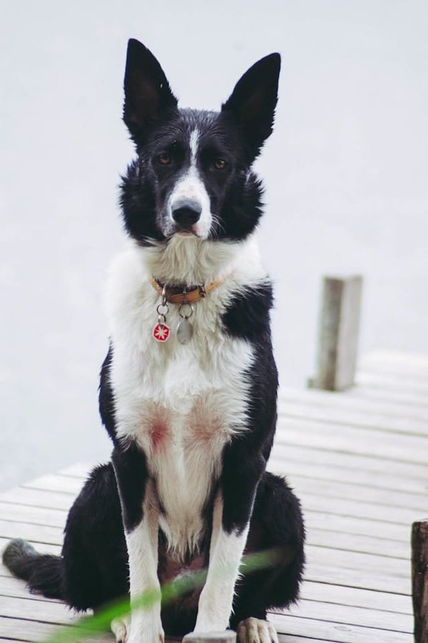 Comment aider un Welsh Corgi Cardigan à surmonter sa peur des grands chiens ?