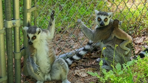 Comment les lémuriens sifaka se déplacent-ils de manière si gracieuse dans les arbres ?