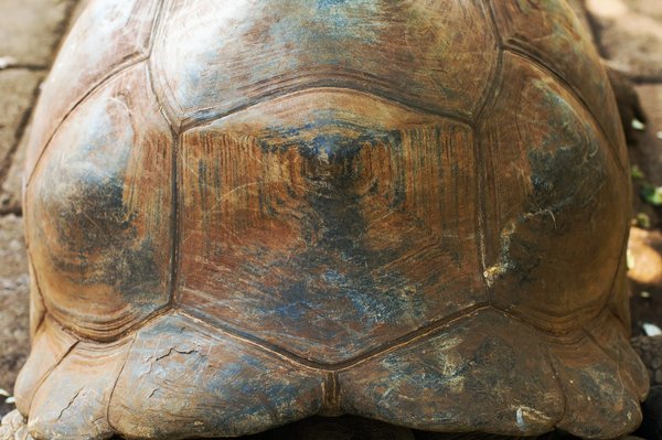 Comment les tatous utilisent-ils leur carapace pour se défendre contre les prédateurs ?