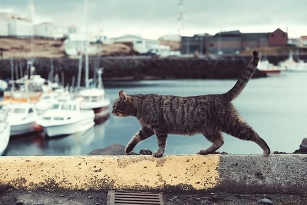 Comment gérer un chat qui miaule excessivement en raison de la solitude ?