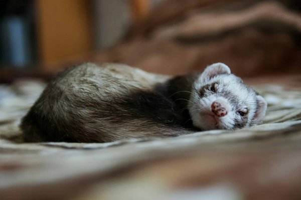 Croquette pour furet : conseils pour trouver le bon paquet
