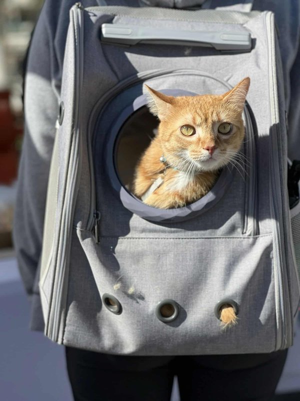 Choisir le meilleur sac à dos pour voyager avec votre chat en toute sécurité